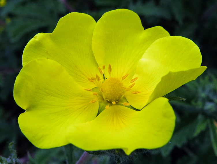 Potentilla